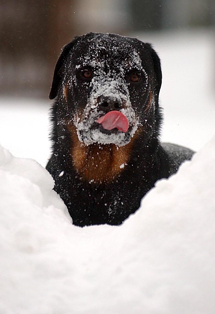 {quote}Dublin,{quote} a 14-month-old Rottweiler, licks snow off her nose after catching a snowball from her owner, Alexis Wise, of Chester Springs, during their morning walk. A major snow storm dumped over 2 feet of snow in the Philadelphia region. 