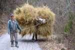 March 6, 2020; A farmer transports hay with his donkey in Poreche, North Macedonia. MBA students from Notre Dame traveled to the region to study agricultural businesses as part of their Business on the Frontlines course which examines the impact of business in societies affected by extreme poverty and conflict. BOTFL provides opportunities for students and alumni to engage and partner with non-profit organizations and multi-national companies to harness the dynamism of businesses to build these communities before they tip into conflict. 