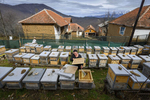 March 6, 2020; Beekeeper Cana Djukovska checks the bees in one of the hives in Zagrad, North Macedonia. Cana has been a beekeeper for 5 years and has 60 beehives. MBA students from Notre Dame traveled to the region to study agricultural businesses as part of their Business on the Frontlines course which examines the impact of business in societies affected by extreme poverty and conflict. (Photo by Barbara Johnston/University of Notre Dame)