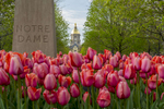 April 29, 2015; Tulips with Golden Dome in the background. (Photo by Barbara Johnston/University of Notre Dame)