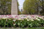 April 28, 2020; Tulips in full bloom in the Main Circle with the Golden Dome in the background.  (Photo by Barbara Johnston/University of Notre Dame) 