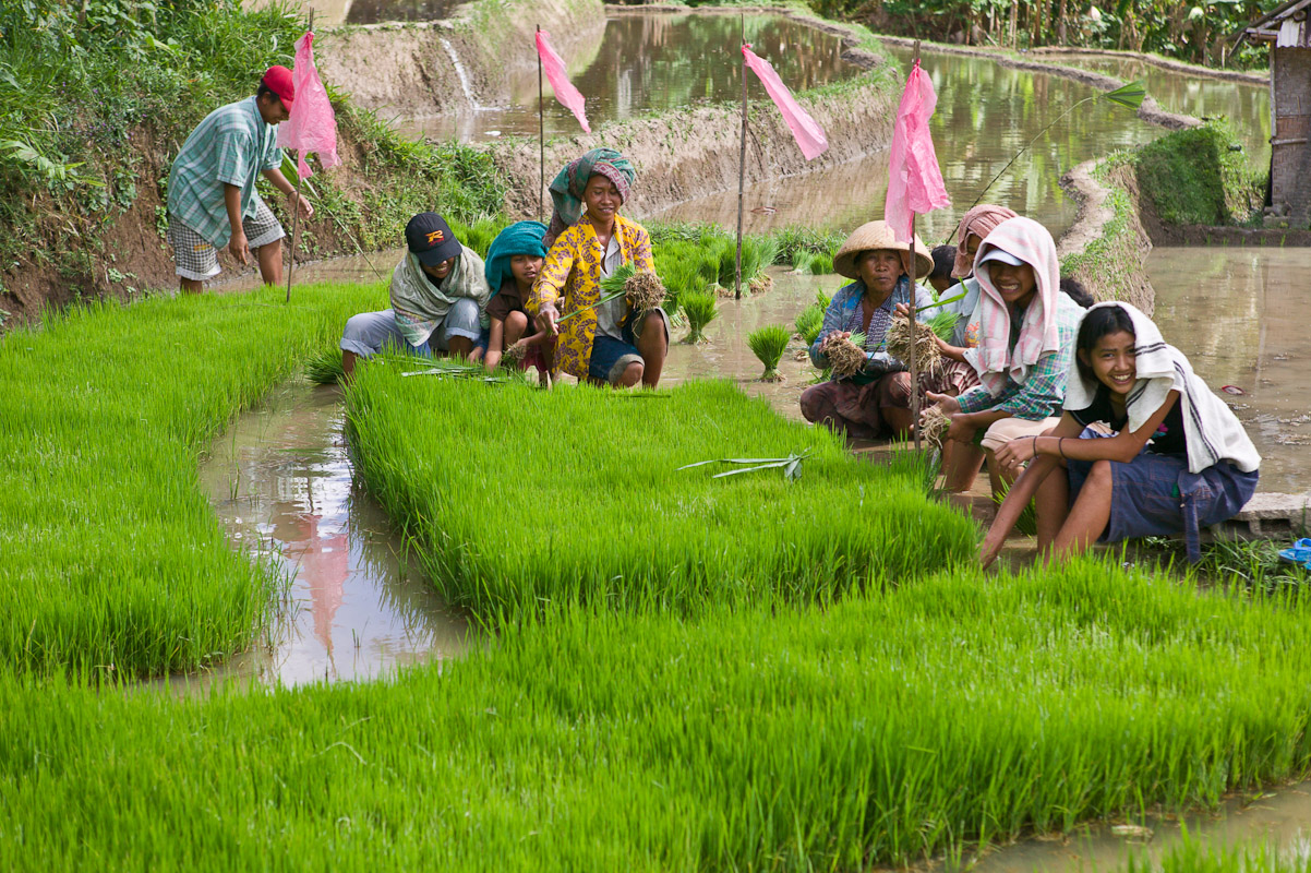 Workers seledt young rice seedlings to plant. Photo by Jay Graham