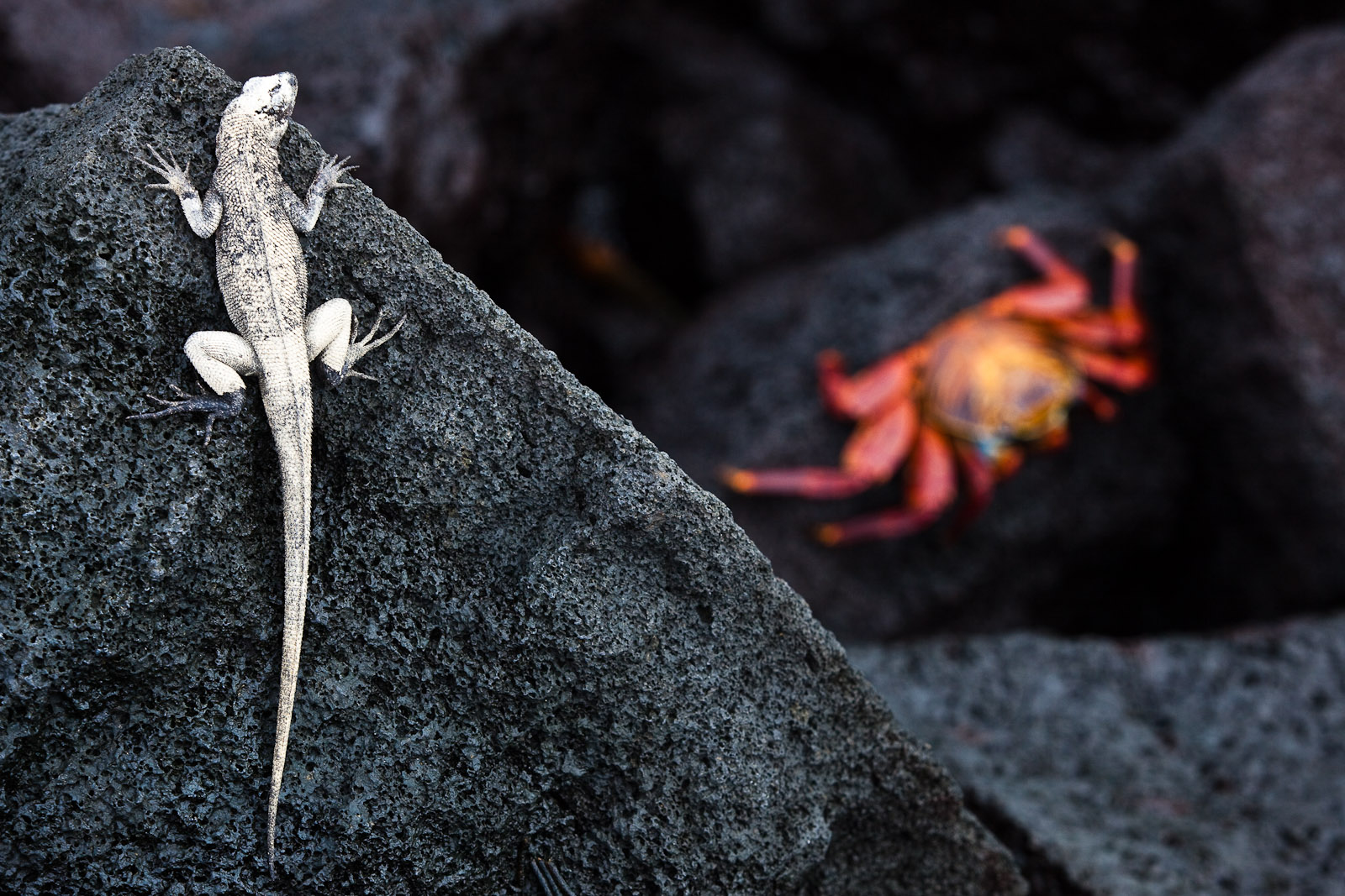 A lava lizard turns white as it gets ready to molt. He's got his eye on a Sally Lightfoot Crab on the lava below him. Photo by Jay Graham