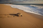 Mother Olive Ridley Sea Turtle (Lepidochelys olivacea) returning to the sea after laying her eggs a few hundered feet in front of Rancho Pescadero near Todos Santos, Baja. Photograph by Jay Graham