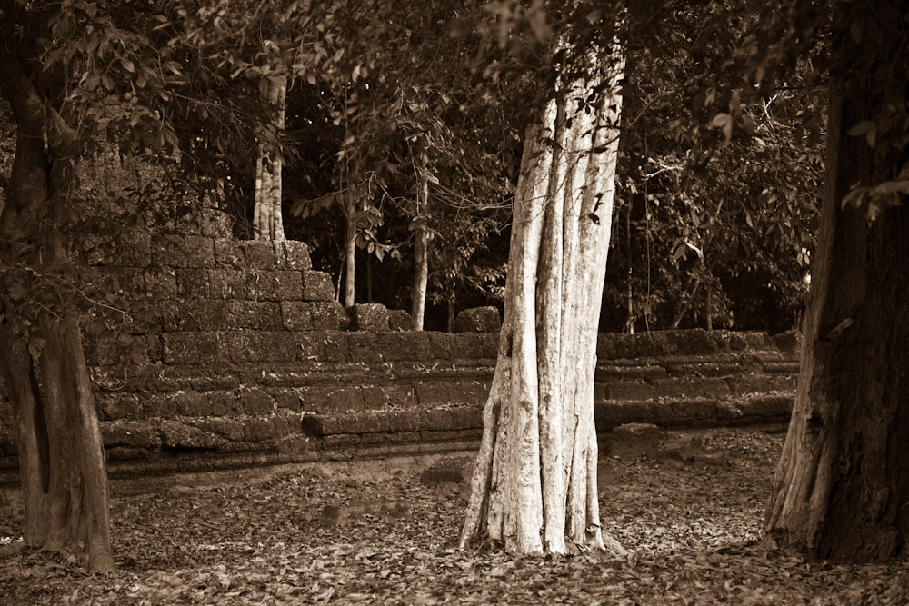 Sralao tree (Lagerstroemia Calyculata Lythraceae) at Preah Khan, Siem Reap, Cambodia
