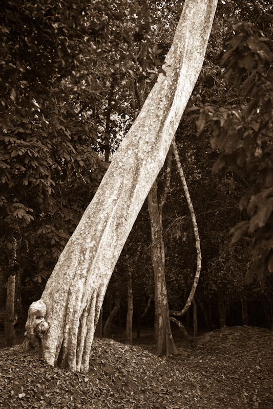 Sralao tree (Lagerstroemia Calyculata Lythraceae) at Angkor Thom, Siem Reap, Cambodia