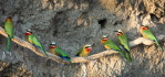 Cliff dwelling bee-eaters on the Zambezi River in Zambia just north of Vicotria Falls, Africa. We were treated to these amazing birds by Godfrey, one of the premier guides from Toka Leya Safari Camp. Photo © 2012 Jay Graham, all rights reserved