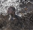 Eleven-year-old Cody Solomon of Grain Valley splashes down in a puddle of mud during a mud volleyball tournament.
