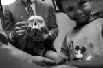 Dr. Robert Fante, left, uses a fake skull to explain the operation that was done on Pandu Fayre the week before at the Fante Eye & Face Centre in Denver, Colo. Friday 05/29/09.  Fante operated on Pandu Friday 05/22/09 to remove a cyst from his left eye socket.  The Fayre's want to get prosthetic eyes for Pandu, but had to remove the cyst before that could happen.  Photo by Matt McClain
