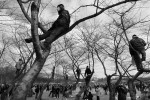 A handful of people climb trees along the National Mall tot get a better view of the swearing in ceremony.  Photo by Matt McClain 