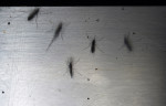 Aedes aegypti mosquitos are seen in a lab at Fundacao Oswaldo Cruz or Fiocruz Institute on Monday March 14, 2016 in Recife, Brazil. The Zika virus has been rampant in this region. The virus is spread by the Aedes aegypti mosquito. (Photo by Matt McClain/ The Washington Post)