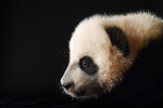 Bei Bei the giant panda cub is photographed at the Smithsonian National Zoological Park on Tuesday December 15, 2015 in Washington, DC. He was born August 22, 2015. This series features animals that were born at the Smithsonian National Zoological Park or the Smithsonian Conservation Biology Institute in 2015. (Photo by Matt McClain/ The Washington Post)