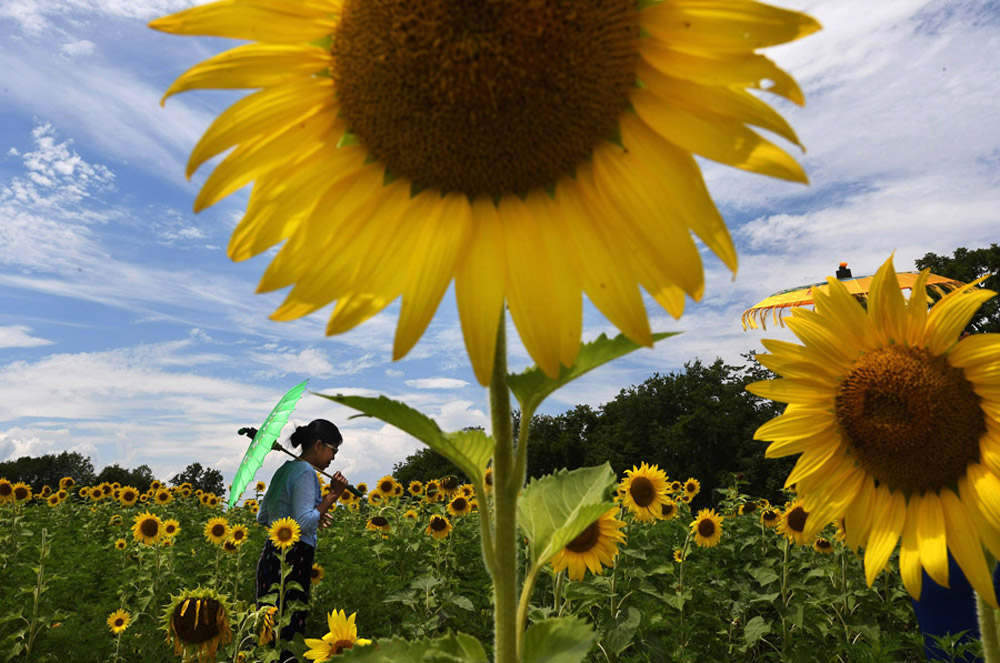 Khet Mar of Rockville, MD carries an umbrella through a sunflower field at McKee-Beshers Wildlife Management Area on Saturday July 16, 2016 in Poolesville, MD. Mar and others in her group visited the field to have photographs taken. There are several sunflower fields in bloom at McKee-Beshers. (Photo by Matt McClain/ The Washington Post)