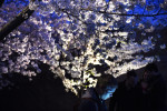 People explore the cherry trees in bloom at night near the Franklin Delano Roosevelt Memorial on Saturday April 11, 2015 in Washington, DC. (Photo by Matt McClain/ The Washington Post)