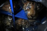 Confiscated Tiger, right, and Leopard heads, left, sit on shelfs in the warehouse as examples of some of the 1.5 million items in inventory at the U.S. Fish & Wildlife Service National Eagle & Wildlife Property Repository in Commerce City, Colo. on Tuesday 04/27/10.  Photo by Matt McClain for The Wall Street Journal