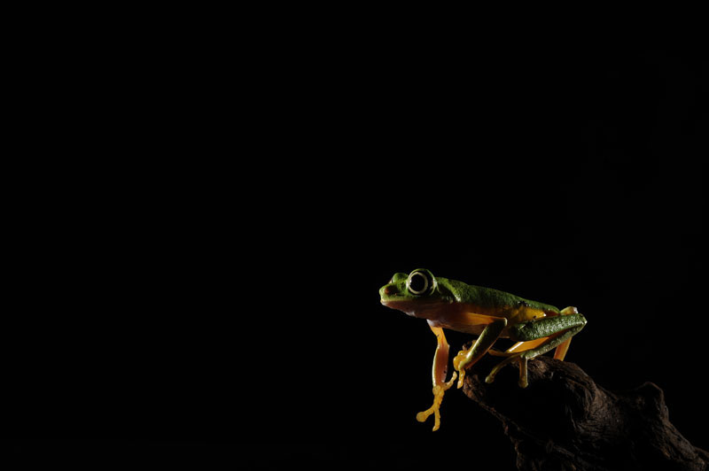  A lemur leaf frog is seen at the Reptile Discovery Center at the Smithsonian National Zoological Park on Monday July 25, 2011 in Washington, DC.  This type of frog is from Panama and is critically endangered.  (Photo by Matt McClain/For The Washington Post)Post)