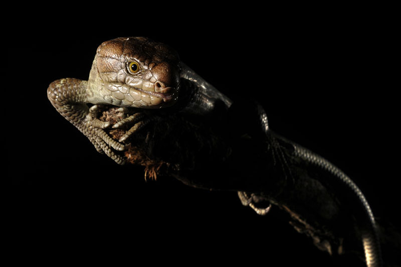 A Solomon Islands prehensile-tailed skink is seen at the Reptile Discovery Center at the Smithsonian National Zoological Park on Monday July 25, 2011 in Washington, DC.             This type of skink is found on the Solomon Islands.  (Photo by Matt McClain/For The Washington Post)