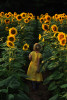 Elsa Black, 5, of Alexandria, VA explores a sunflower field with her family at McKee-Beshers Wildlife Management Area on Tuesday July 16, 2013 in Poolesville, MD.  (Photo by Matt McClain/ The Washington Post)