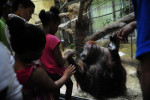 Xavier Simpson, 12, far left, Imani Green, 5, second from left, and Sky Nelson, 8, view an orangutan at the Smithsonian National Zoological Park on Sunday June 24, 2012 in Washington, DC.  The Smithsonian National Zoological Park got its start in the late 1800's.  (Photo by Matt McClain for The Washington Post)