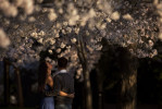 Taking a break from an engagement photo shoot, Deirdre Dorval, left, embraces Matt Wells, both of Washington, DC, as they wait for their photographer to return while surrounded by blooming cherry blossoms near the Tidal Basin on Monday March 19, 2012 in Washington, DC.  Tuesday signals the first day of spring.  The National Cherry Bloosom Festival also begins Tuesday March 20, 2012 and runs through April 27, 2012.  (Photo by Matt McClain for The Washington Post)