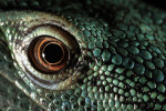 A green tree monitor is seen at the reptile Discovery Center at the Smithsonian National Zoological Park on Monday July 25, 2011 in Washington, DC.  This type of lizard comes from New Guinea.  (Photo by Matt McClain/For The Washington Post)