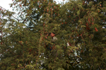 An asylum-seeker from Pakistan, living in a low income building occupied by asylum-seekers, on the outskirts of Bangkok city, searches a tree in front of his room for a fruit called {quote}imli,{quote} which is a sweet snack that is known to cool the stomach when it's mixed with water. April 17, 2015.