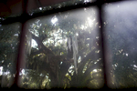 Spanish moss hangs from an old tree outside of Mr. Frampton's childhood bedroom window in Varnville, SC. Nov. 2014