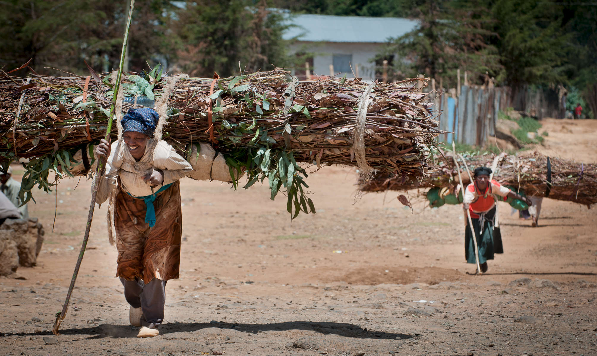 women transporting eucalyptus for firewood