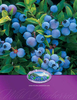 Blueberry-brochure-1