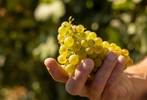 PCC, Wine-making, Sagemoor partnership