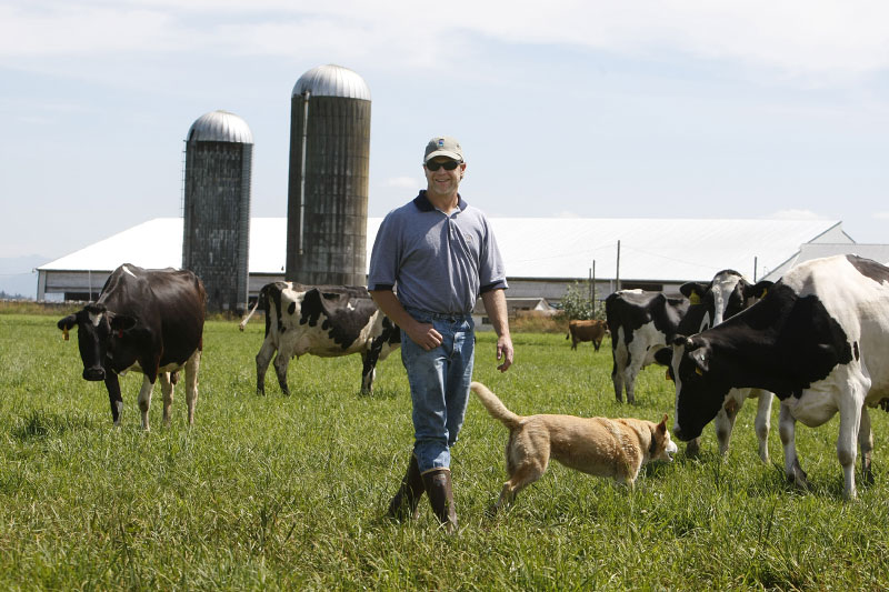 Fifth generation Lynden farmer Shawn Langley walks among his 180 dairy cows on the land his great-grandfather homesteaded in the late 1800's. A few years ago, he and his wife Clarissa converted their dairy, Fresh Breeze, to certified organic. 