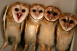 Barn owls cluster in their cage at the Wildlife Rehab & Education center in Houston. 