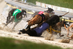 Dogs collide at high speeds during a race at the Mobile Greyhound Park in Theodore, Ala., on Wednesday July 23, 2014. The facility is one of only two racetracks in the state and revenue the Mobile County Racing Commission collects is at it’s lowest point in the track’s 40-year history. 