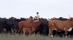 Rancher Loy Sneary and his son Adam Sneary converted their 4,000 acres of ranch land in Matagorda County southeast of Houston to a regenerative ranching operation six years ago. The practice known as “adaptive high-stock density grazing” involves rotating the cattle, often daily, into much smaller areas to prevent overgrazing.  