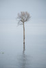 A lone tree in the Rio Negro in Manaus.