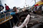 A fisherman unloads his catch in the bustling port on the Rio Negro in Manaus, Brazil on Saturday, March 10, 2012. 