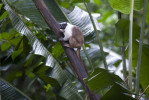 The Pied Tamarin is an endangered primate found only in the rainforest around Manaus, Brazil. Their habitat is shrinking as the city grows and they are being trapped in isolated patches of forest. Photographed on Friday, March 16, 2012. 