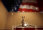 An Italian Greyhound sits in a patriotic-themed luxury suite at Rover Oaks Pet Resort in Houston. Rover Oaks boards pets in luxury suites fully equipped with a TV. 