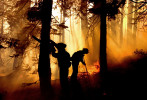 Firefighters work to extinguish hot spots and remove brush about one mile east of Emigrant Gap off Interstate 80 in the Tahoe National Forest in Nevada County, Calif., on Tuesday, August 14, 2001.  More than 1,000 firefighters fought the blaze named the Sierra Nevada Gap fire which was initially reported on Sunday and burned over 2,000 acres by Tuesday.