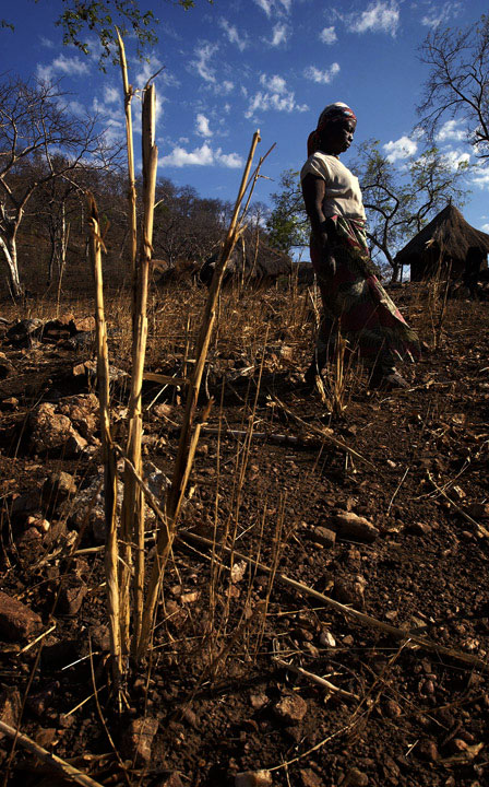 Drought ravaged the corn crop in Zambia leading to widespread food aid needs.