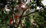 Back at her home, a young Kosovar picks fresh cherries.