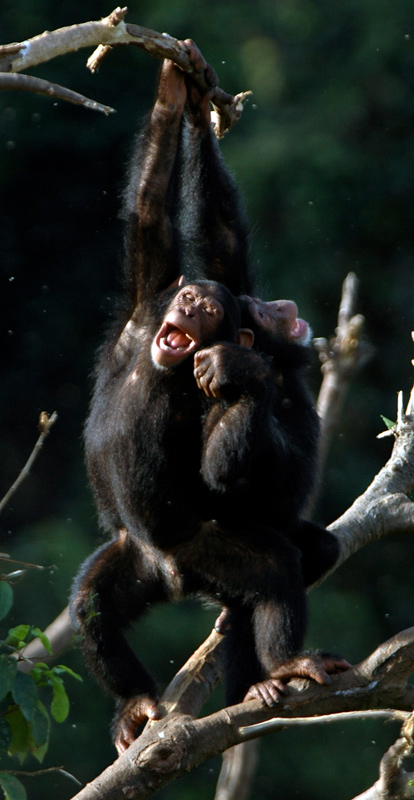 Ngamba Island Chimpanzee Sanctuary