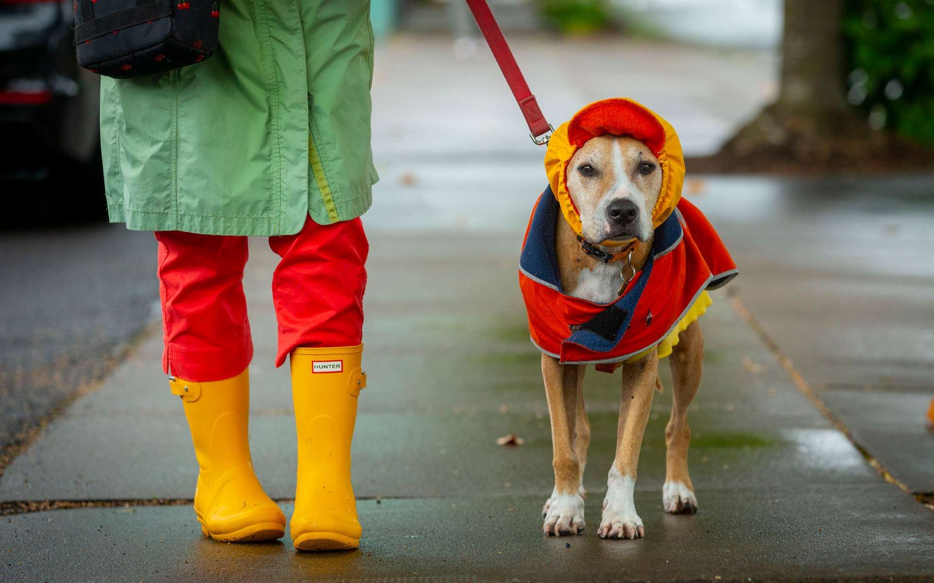 The first rain since June 28 broke a 39-day dry spell in Eugene, Ore., and that meant that 13-year-old Nana had to don her protective gear for a walk with her person, Marti Black, along 5th Avenue.