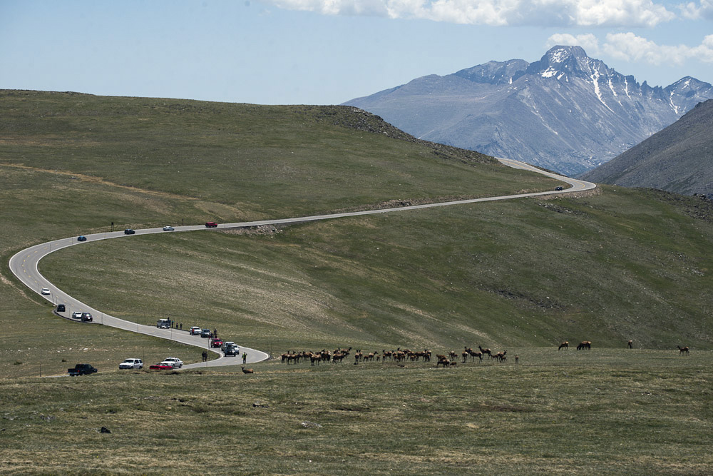 A yellow-vested volunteer walks in the middle of Trail Ridge Road as he works to keep traffic moving past a herd of elk. The road is the highest continuous highway in the United States. The two-lane road is popular with visitors but when elk are spotted, it can create a high-altitude traffic jam.