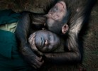 Robert Okello, a caregiver at Ngamba Island Chimpanzee Sanctuary in Uganda, rests with a young chimp after playing on a forest walk on the 100-acre island. {quote}Chimps are our closest relatives. We should treat them like a member of the family,{quote} he says.