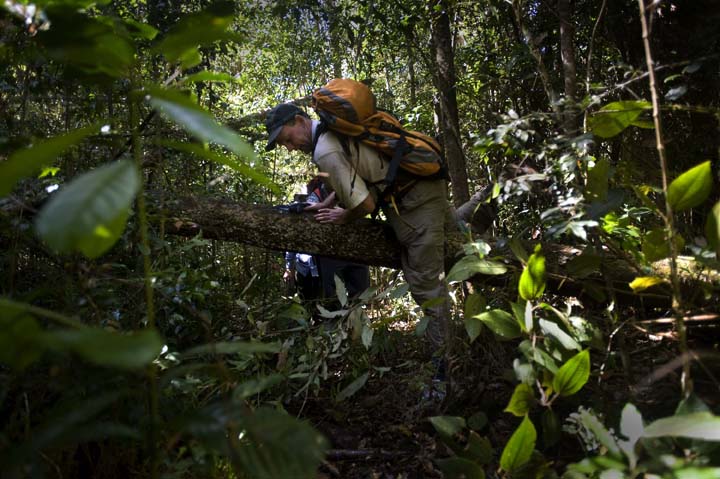 Buckley navigates over a downed tree in Bidoup Nui Ba National Park near Dalat, Vietnam. It was four hours of hard hiking through dense forest to reach the trees Buckley was seeking for his research.
