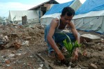 Alamsyah plants coconut palm trees around the perimeter of his home in the Lampulo neighborhood of Banda Aceh, Indonesia. He got the sprouts from a nearby village and hopes they will bear coconuts in three years.
