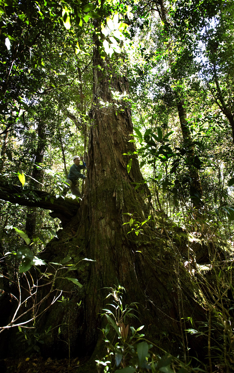Le Canh Nam, forest specialist with the technical and scientific research department of Bidoup Nui Ba National Park, cores a fokienia tree in Bidoup Nui Ba National Park near Dalat, Vietnam. Nham found the grove of trees used by the expedition on previous forays into the forest.