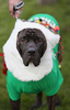Odysseus, was donned festive attire while at the start of Oregon’s Ugliest Sweater Run. Odysseus owner, Mike Guggenmos, was part of the security team at the event in Eugene on Sunday, December 7, 2014. (Andy Nelson/The Register-Guard)