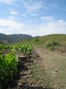 The hills are terraced with sweet Grenache grapes.